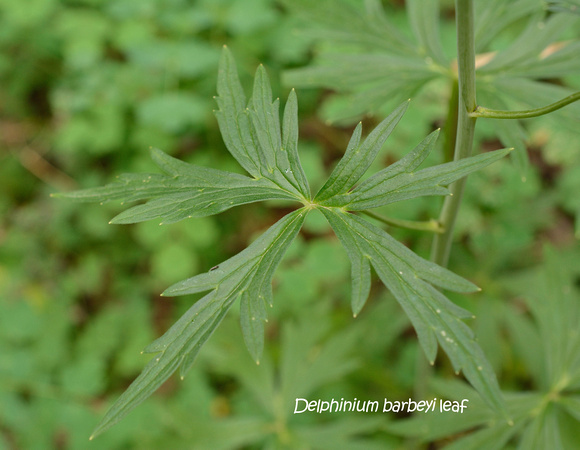 Delphinium barbeyi leaf