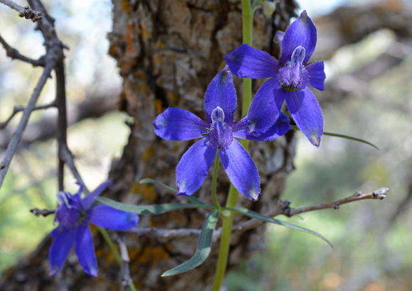 Larkspurs at Mount Falcon