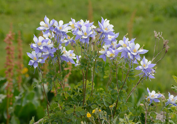 Glorious Columbines