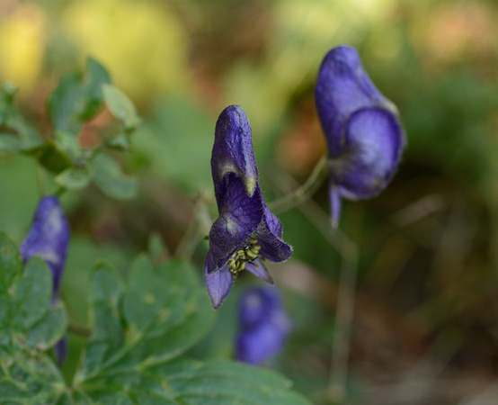 Monkshood at Flyin J