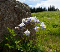 The Extravagant Columbine