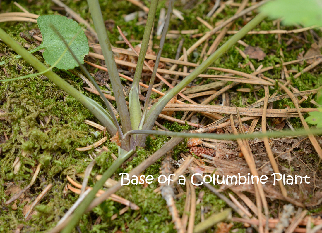 Base of a Columbine Plant