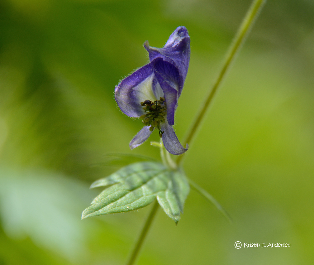 Monkshood Closeup