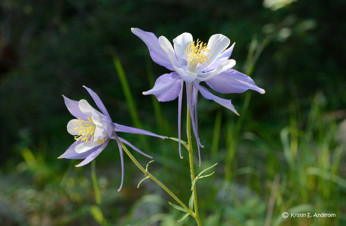 Columbine 8084