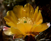 Prickly Pear Bloom