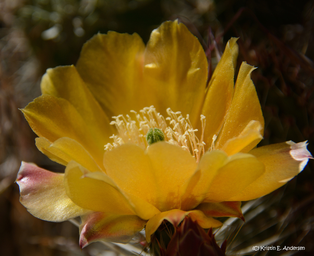 Prickly Pear Bloom