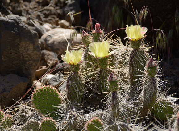 Cactus Henge