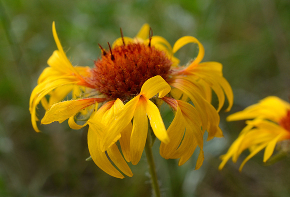 Blanketflower at Flyin J