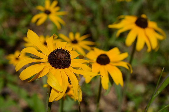 Black-eyed Susans