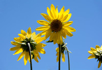 5-Nerved Sunflowers