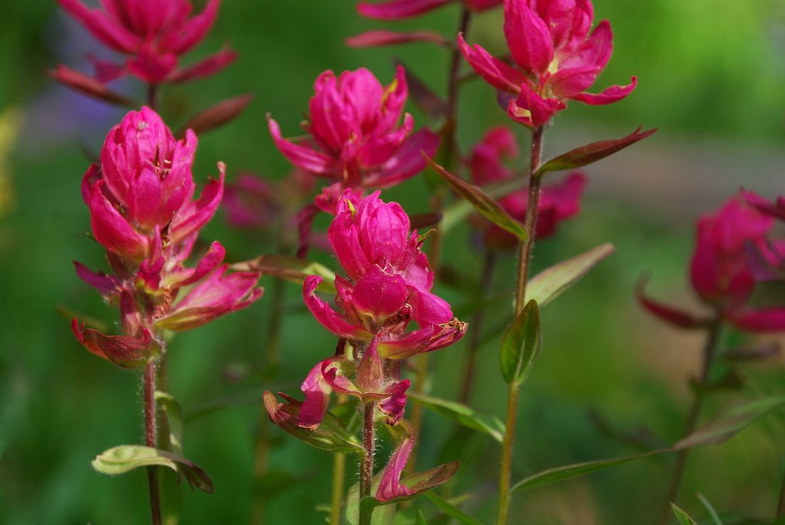 Paintbrush on Shrine Pass