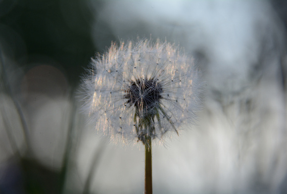 Dandelion at Sunset