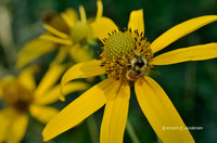 Bee on Coneflower