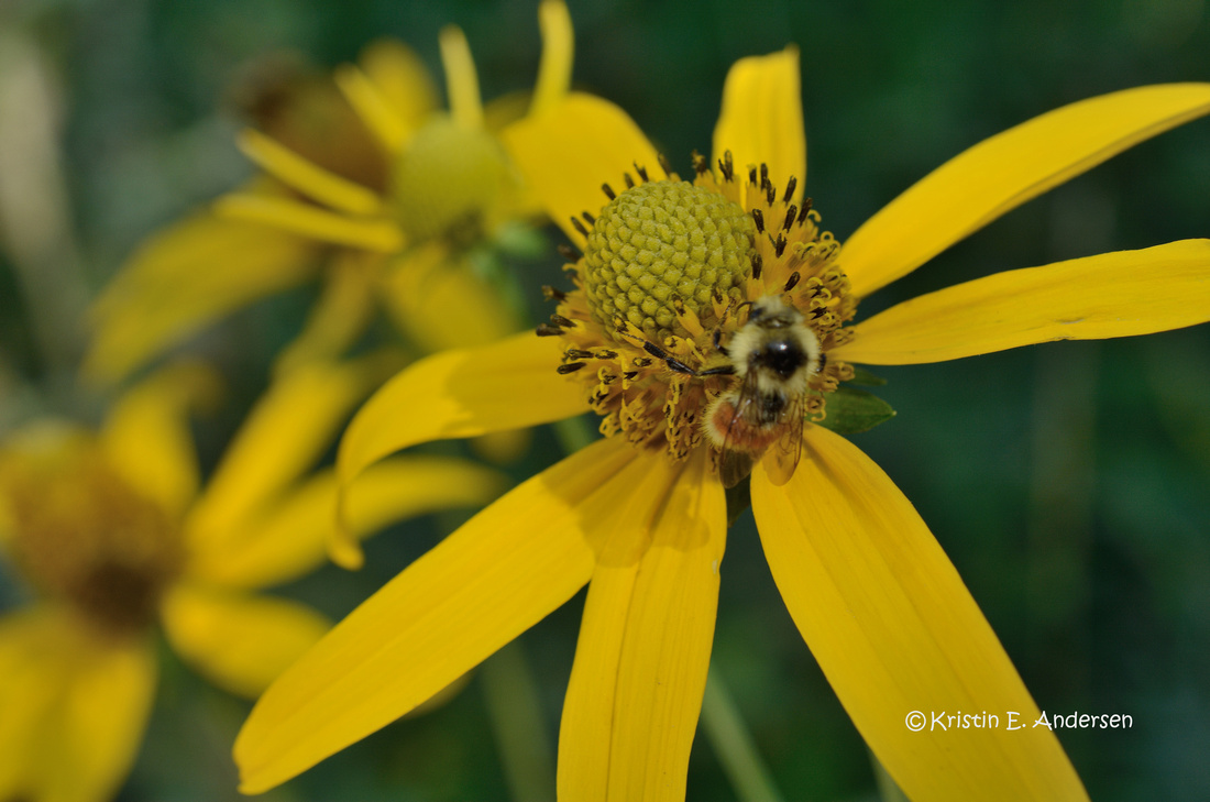 Bee on Coneflower