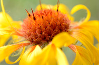 Sunflowers: Take a Closer Look