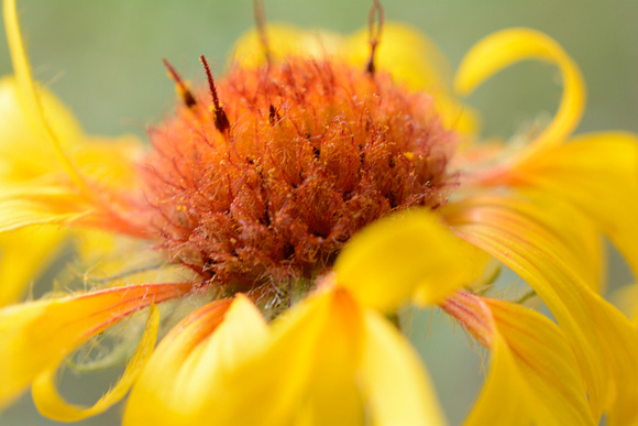 Blanketflower Closeup